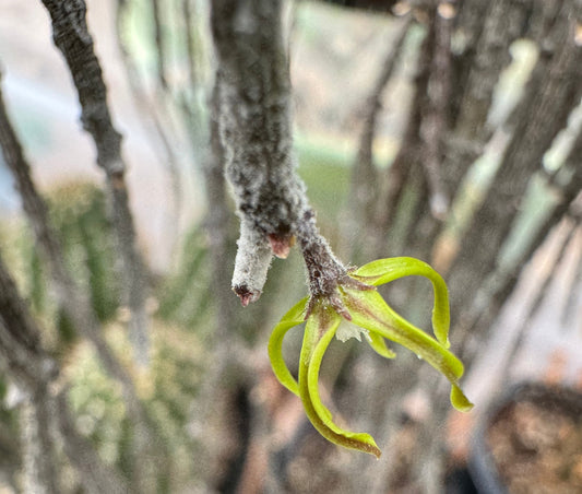 A lime-green flower on the bundle of sticks plant, with dark gray strands of the plant hanging in the background.