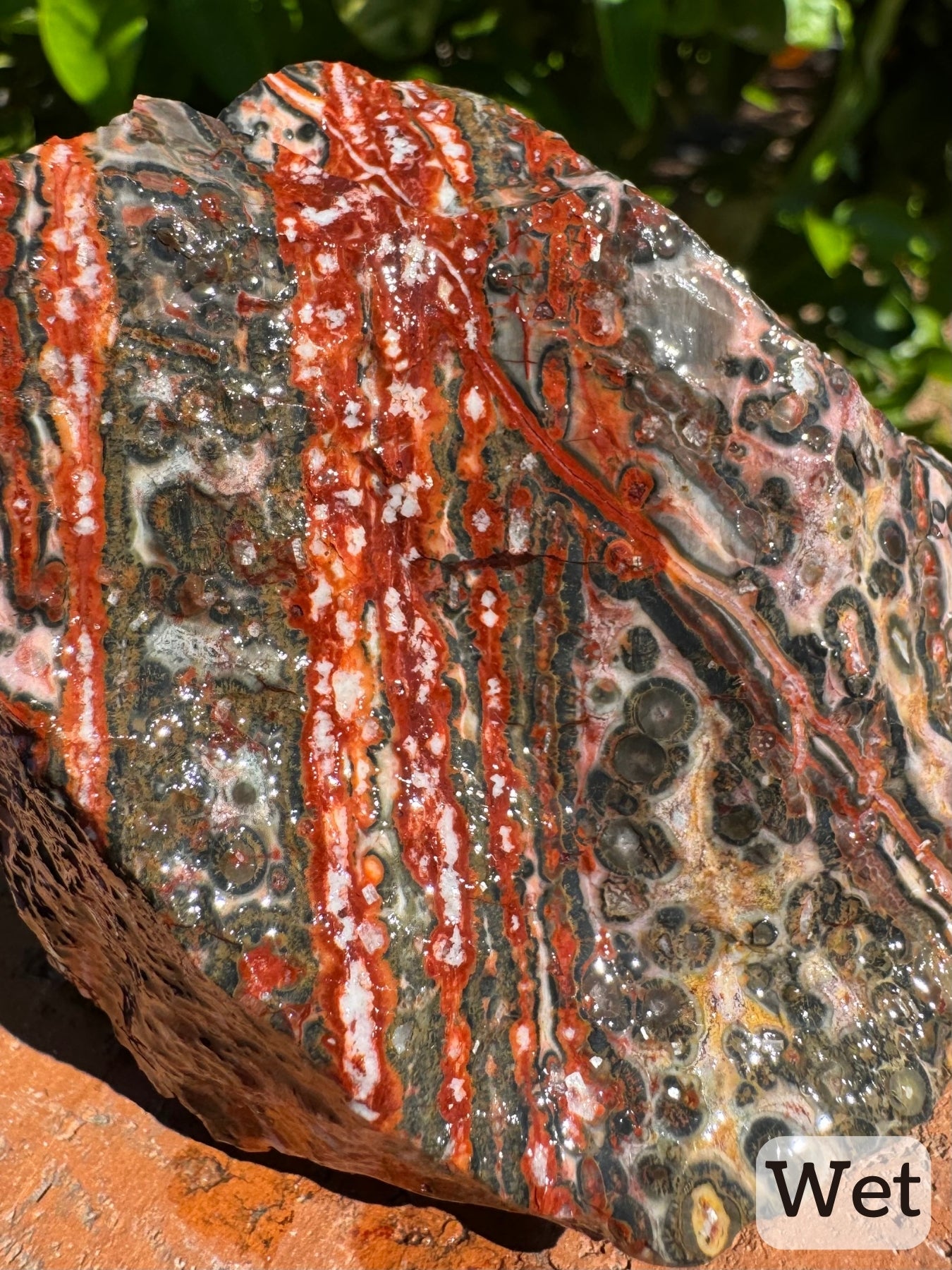 Captioned "wet," a detail view of the piece while wet emphasizing the parallel bands of red and white spherulitic growth. The color is very strong and the side displays great radial growth patterns.