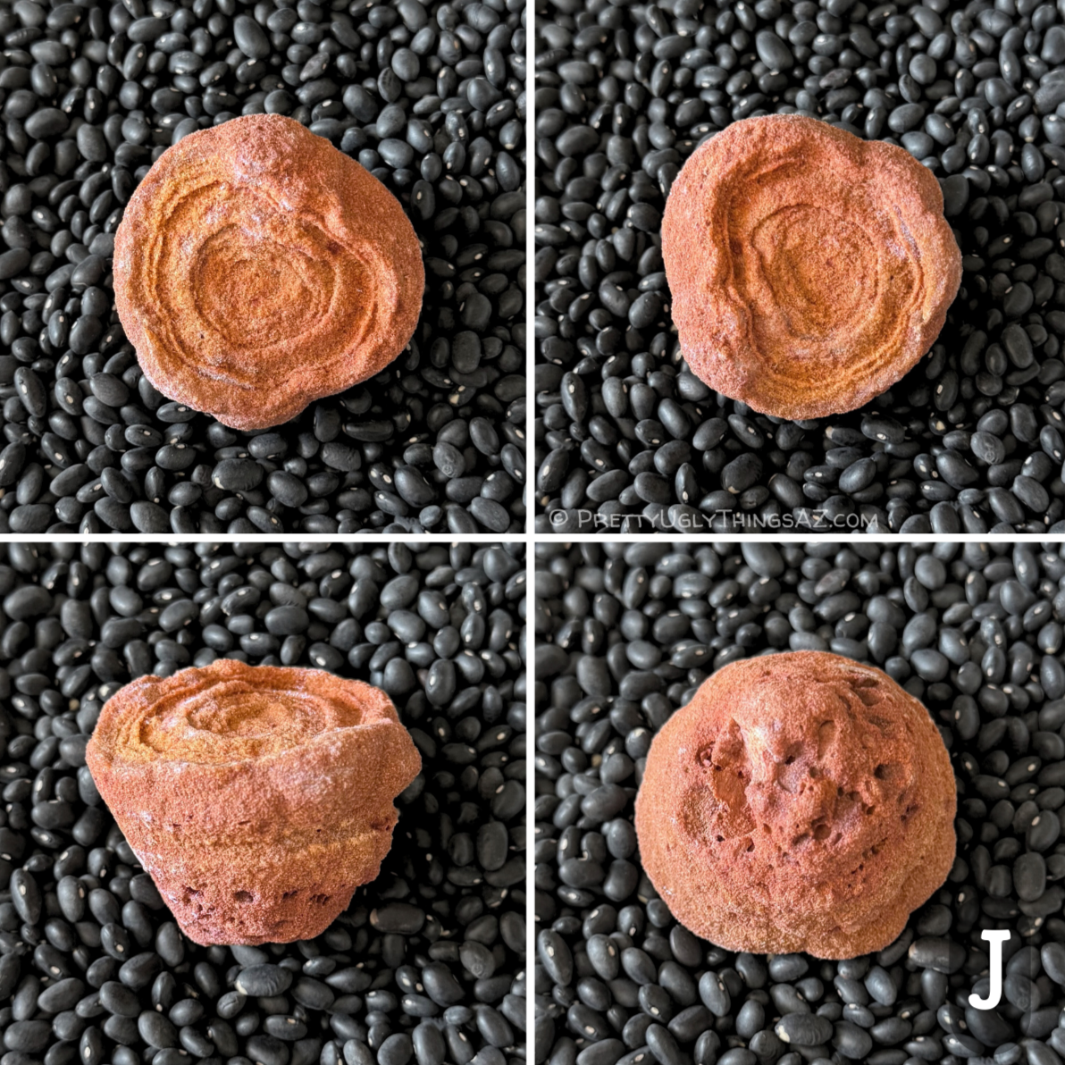 Four views of option J, a roughly round piece a bit larger than the others, with decently saturated red and yellow sandstone tones. The piece has good rings, and a rounded-cone shape from the side. The backside has rosier red-brown color and is spotted with pock-holes.