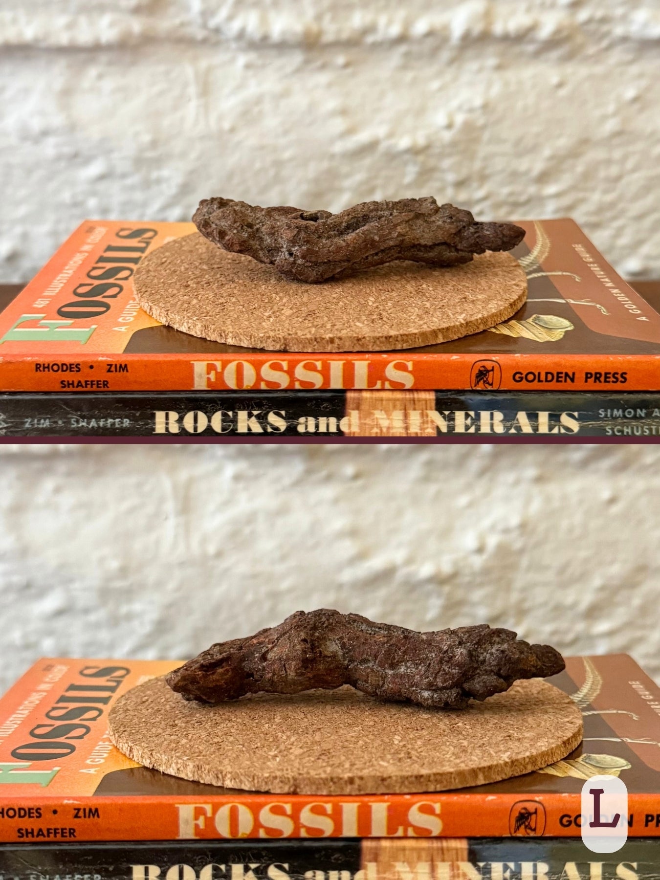 Option L, two views of a long coprolite with pointed ends. Darker reddish brown color