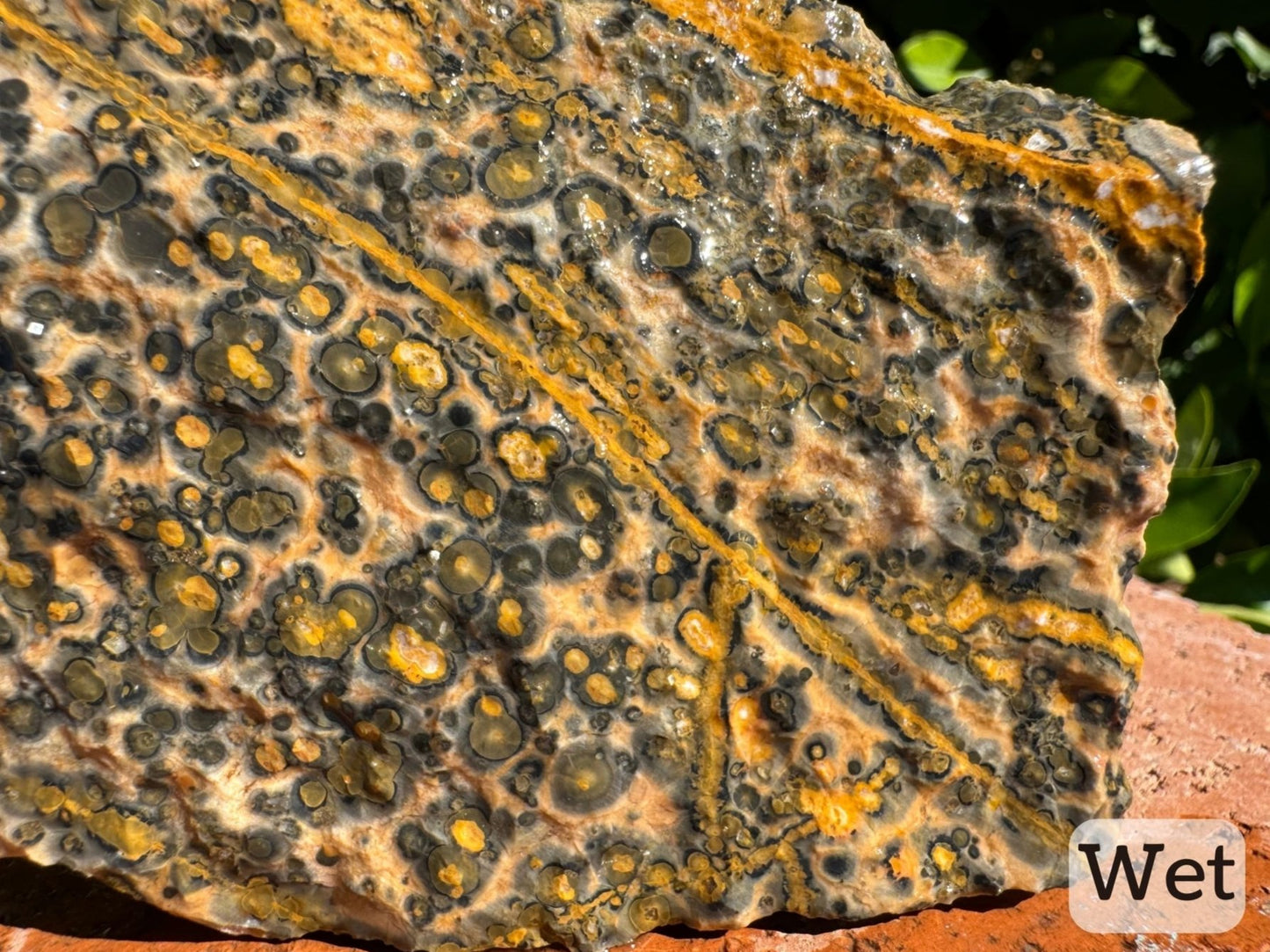 Captioned "wet," a detail image of the uneven rock surface on the wet piece of leopardskin jasper. Radial growth patterns are visible.
