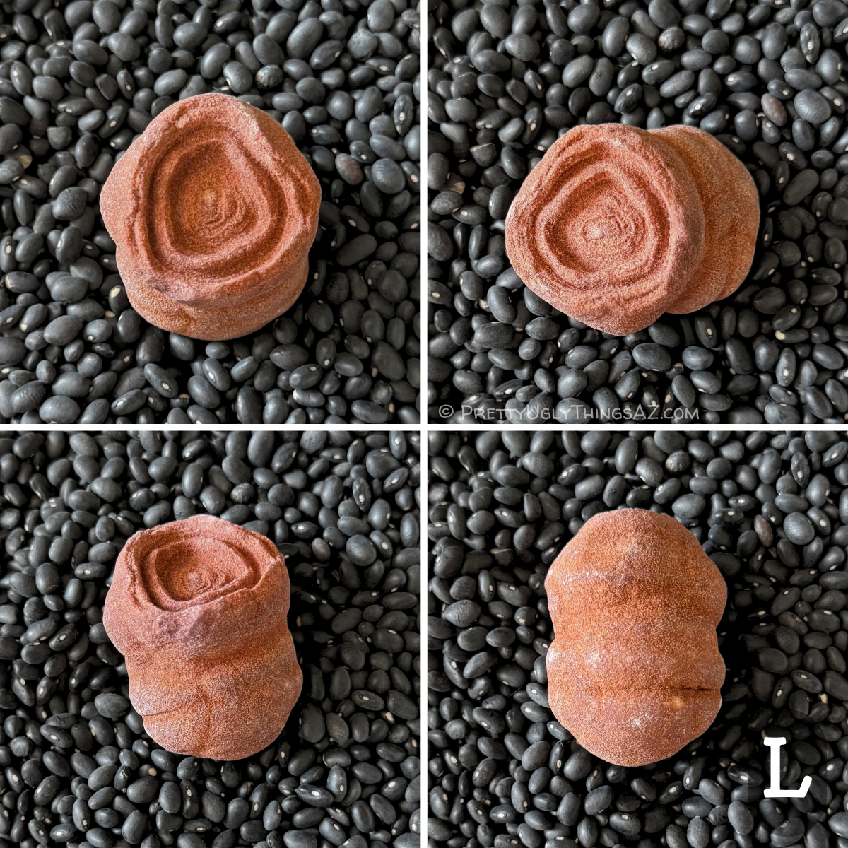 Four views of option L, a wompy circular piece with very good rings. From the side it is elongated, shaped like two round segments. The piece has a good red sandstone color.