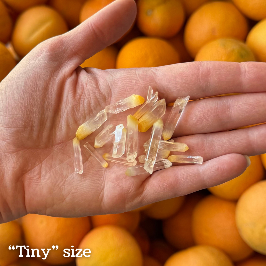 Titled as the tiny size, showing a handful of small crystal points in a palm held over a bin of similarly-colored citrus. The points vary in length and thickness, some more slender and others wide, all under an inch in length.