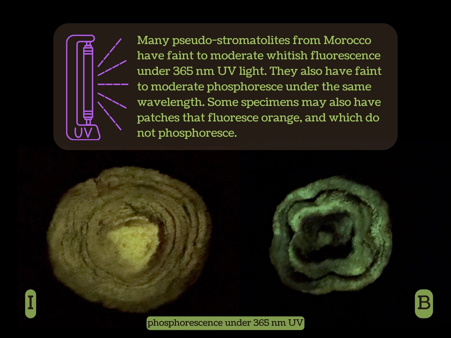 A blurb on a black balckground has a UV light symbol and reads "Many pseudo-stromatolites from Morocco have faint to moderate whitish fluorescence under 365 nm UV light. They also have faint to moderate phosphoresce under the same wavelength. Some specimens may also have patches that fluoresce orange, and which do not phosphoresce."
Below this, two examples are given. Option I phosphoresces a greenish-yellow color with a brighter triangular shape at the center. Option B phosphoresces green.