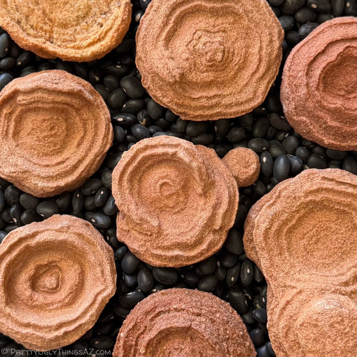 A close view of several medium pseudo-stromatolites spread out face-up, showing detail of the grainy surface texture and concentric layers. They vary in color from more red to more yellow sandstone hues.