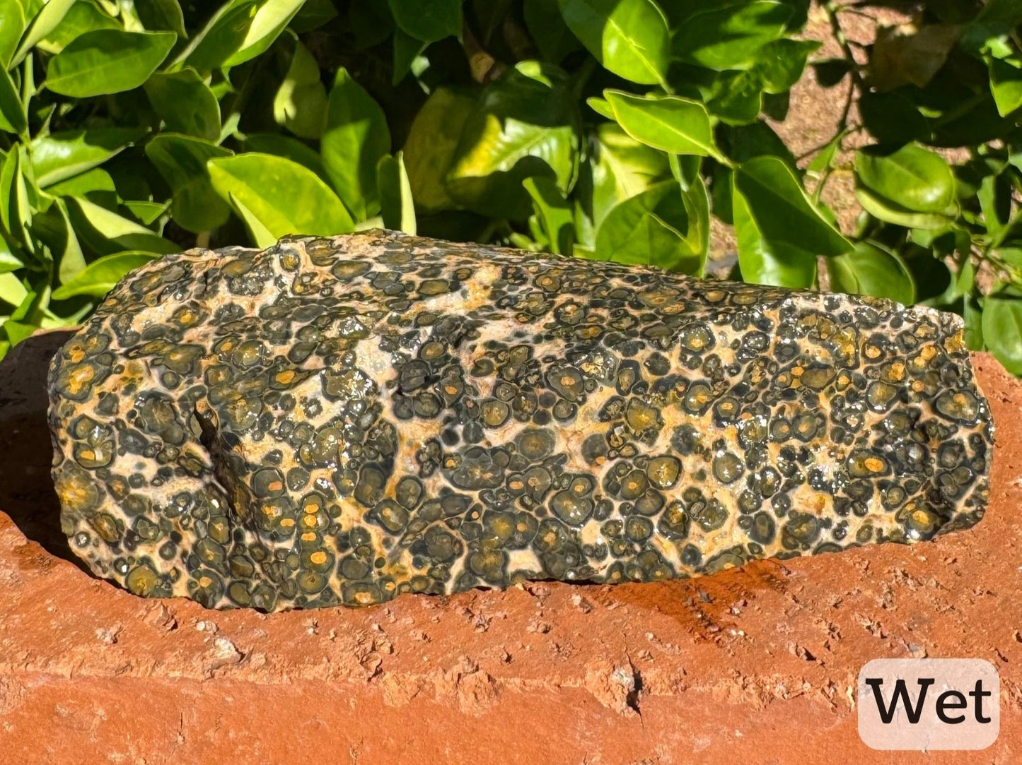 Captioned "wet," side view of the piece while wet showing deeper colors and excellent orbicular pattern