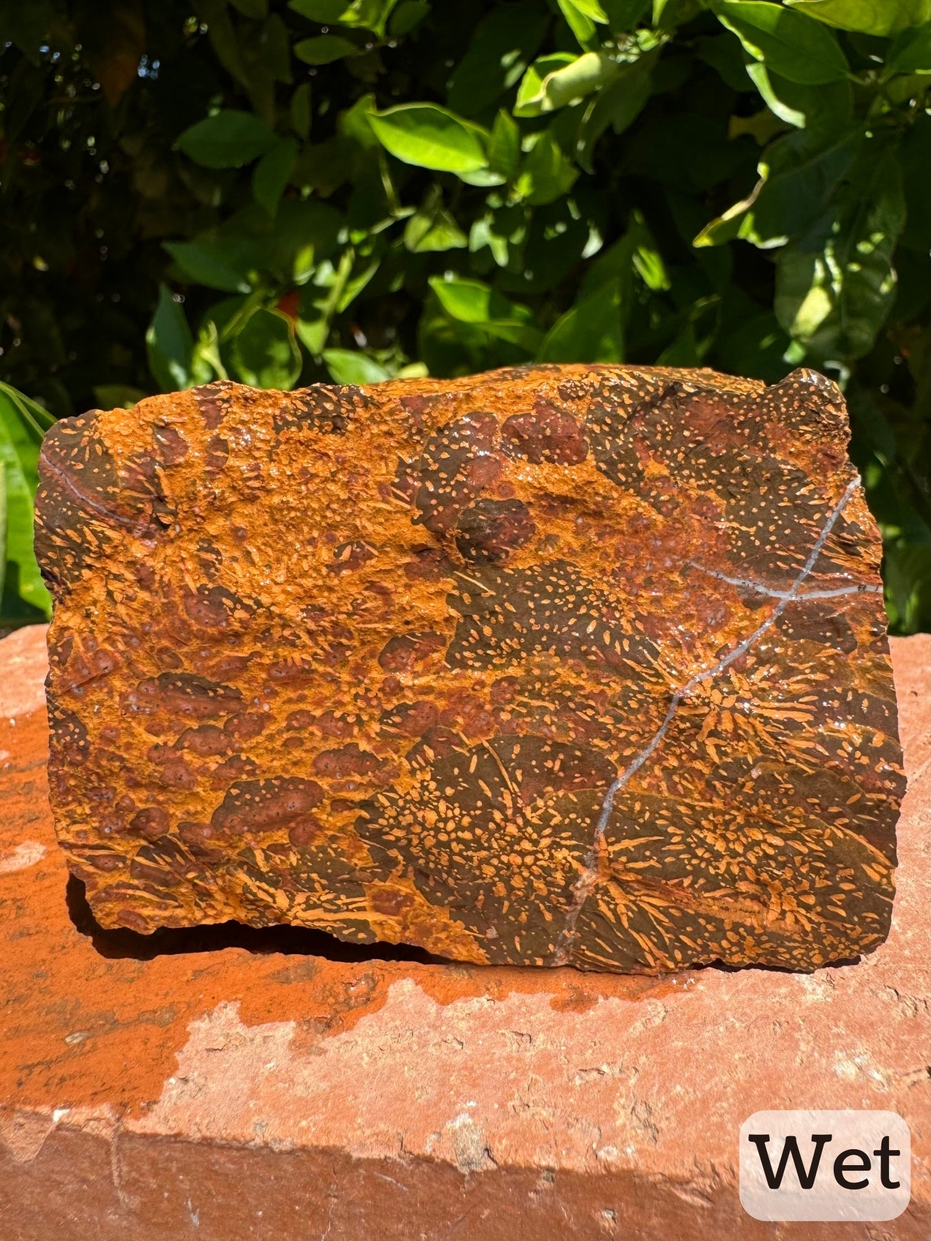 Captioned "wet," the side with best pattern while wet. The colors are more vibrant and pattern crisp. There are patches of yellow-brown and red-brown spotting on one half and on the other starbursts on a dark brown background.