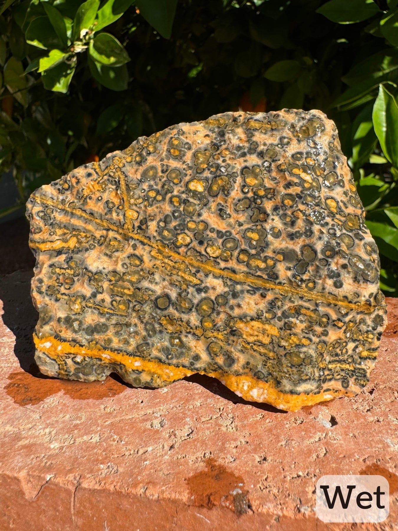 Captioned "wet," a view of a side of the piece wet with the yellow layer at the base. The orbicular pattern is bolder than dry, with good color and clean pattern