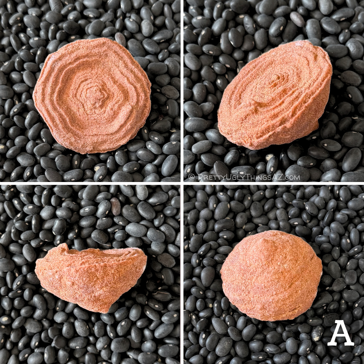 Four views of option A, a wide flat pseudo-stromatolite with excellent rings with a wompy edge like a flower toward the center. The back comes to a peak like a hershey's chip. The piece has a light reddish sandstone color.