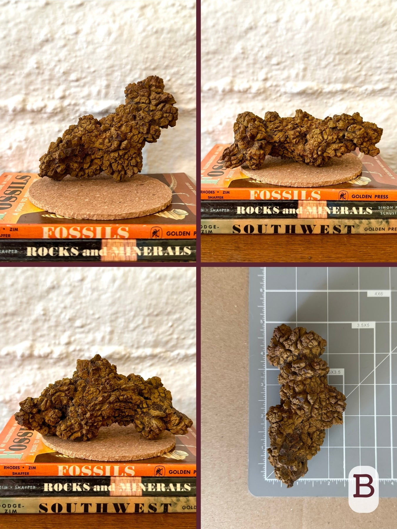 Option B, four views of a golden brown coprolite, irregularly shaped with lumpy folded ends. The final image shows the piece on a measuring mat, measuring about four and a half inches long.