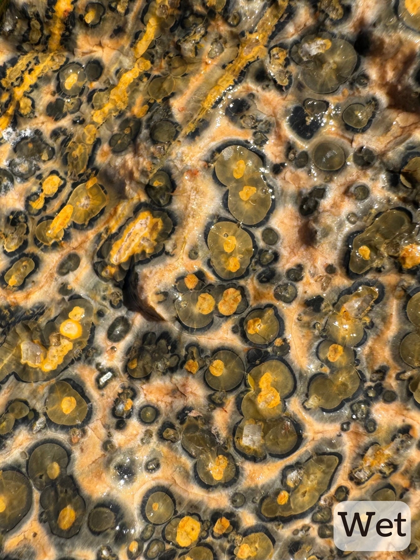 Captioned "wet," detail image of the surface of the piece wet. Excellent radial growth patterns are visible in the orbicular patterns, in the veins, and even the background.