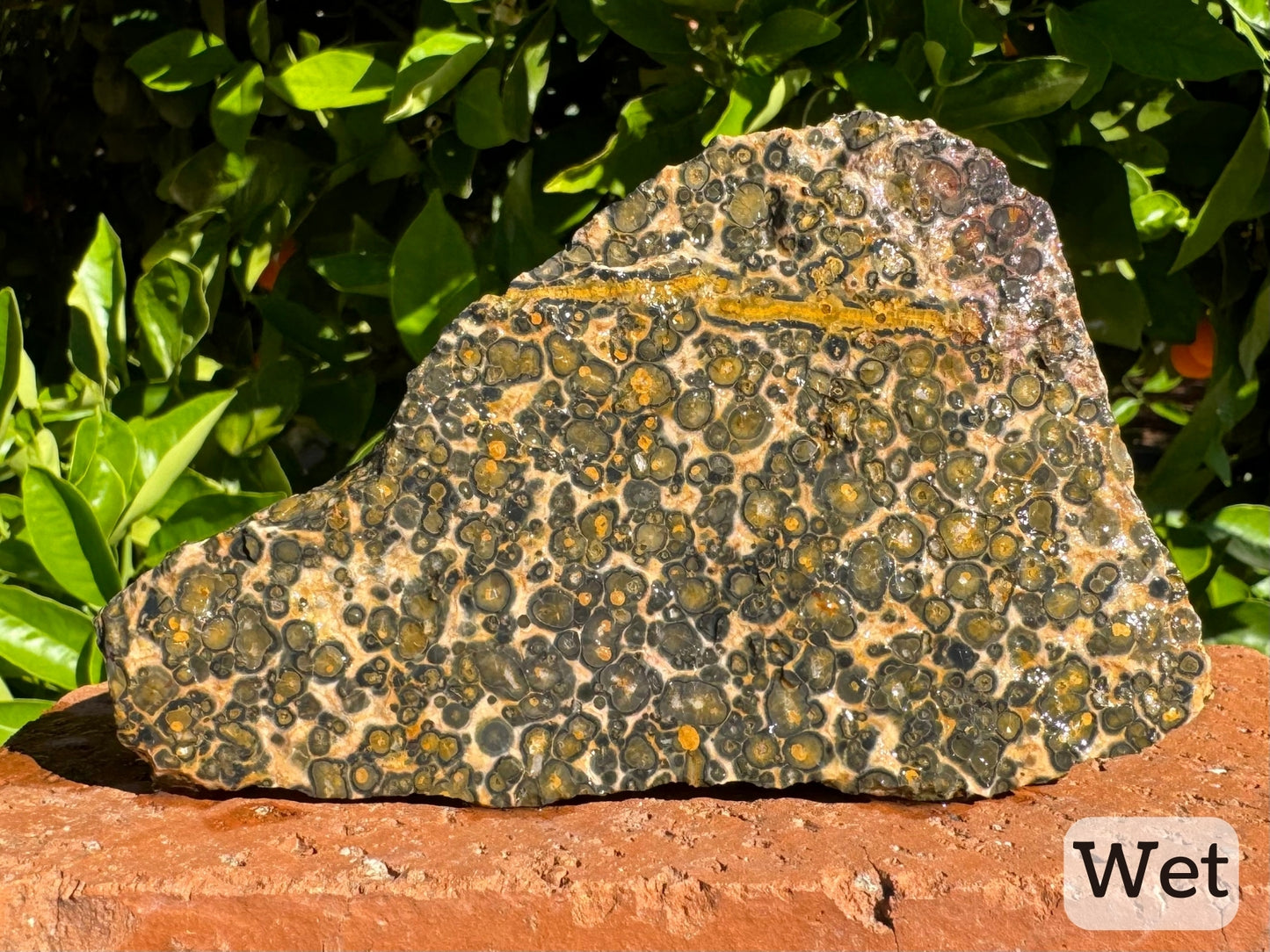 Captioned "wet," front view of the piece of leopardskin wet, showing deeper colors to its pattern and some more detail visible.