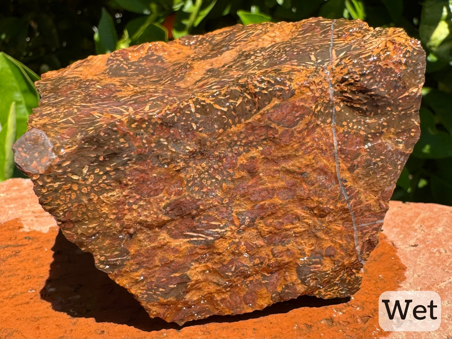 Captioned "wet," a side of the piece without starbursts, only some polka dots. The background is mostly a re-brown and yellow-brown in cell-like patterning. There is a thin white quartz vein across the right side.