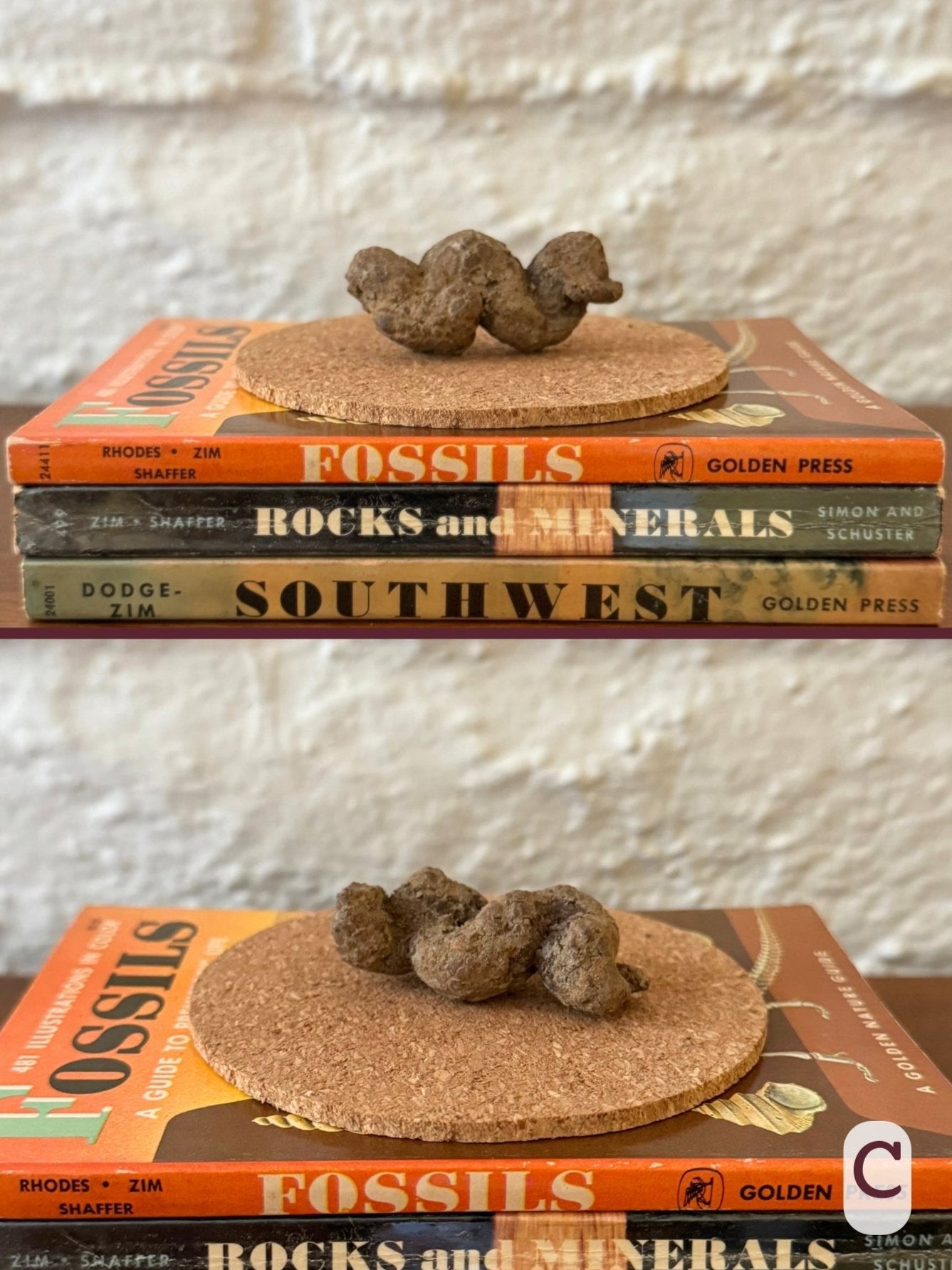 Option C, two views of a short, squiggly coprolite with light brown color