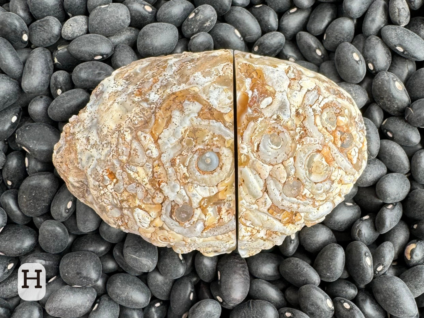 Option H: the geode with halves placed together closed, displaying a ropy texture with rings.