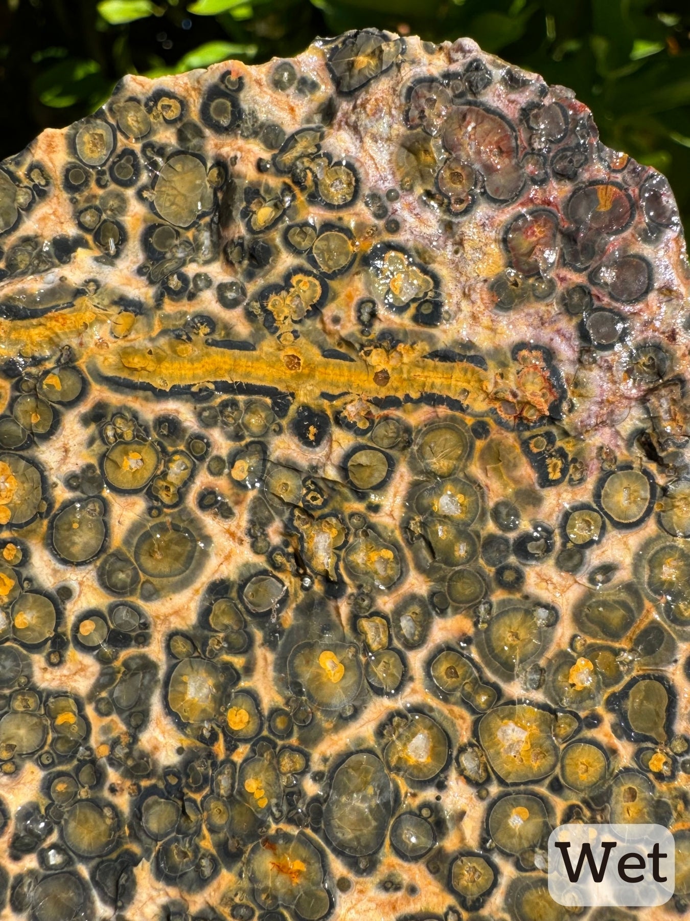 Captioned "wet," detail of the yellow vein while wet with the radial pattern more apparent