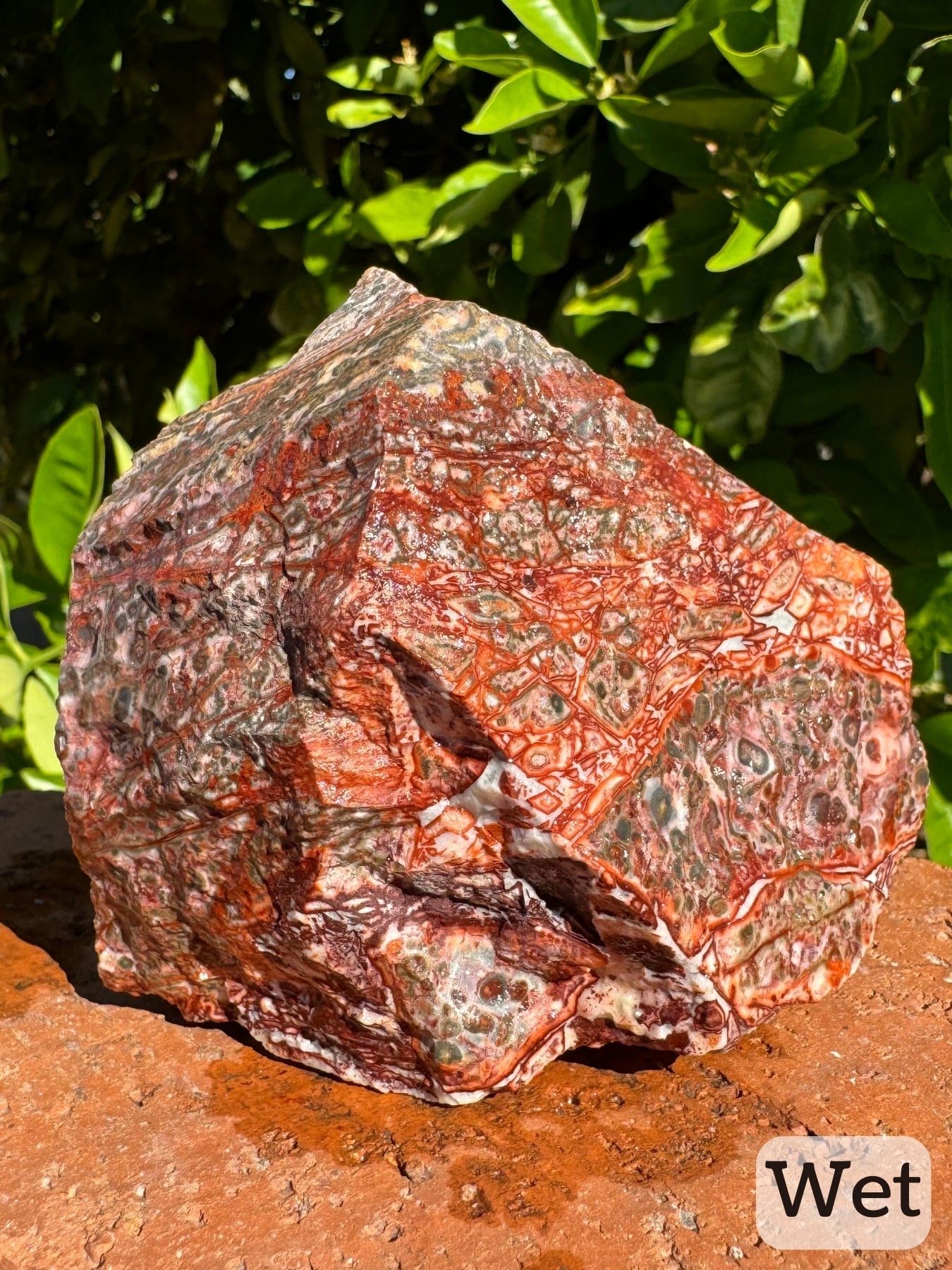 Captioned "wet," a view of irregular faces of the piece, with intricate fine red and white veining patterns. Good radial orbicular pattern is present and looks almost green-tinted against the red.