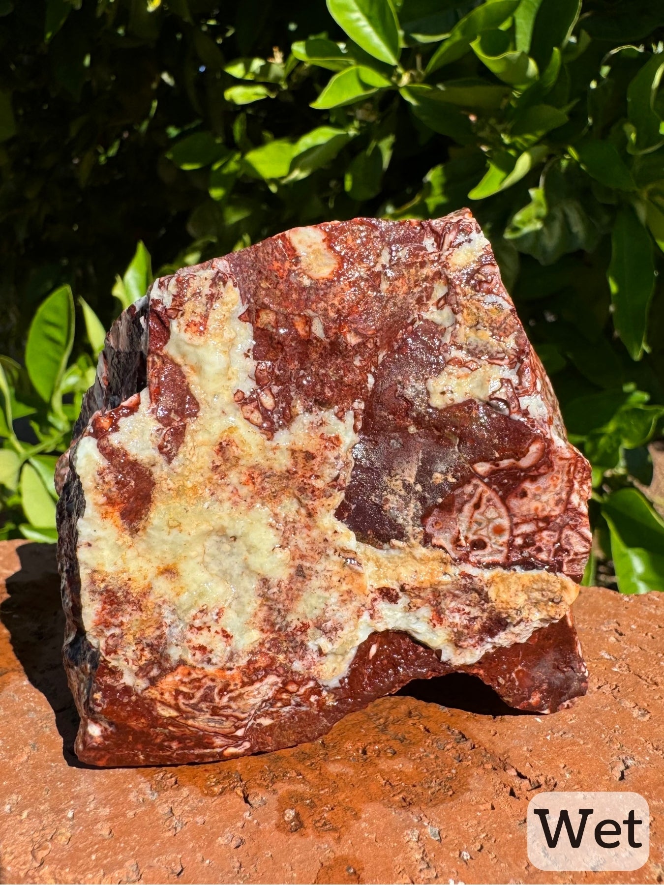 Captioned "wet," the side of the piece with a rough white layer on it while wet. It contrasts with a dark red color, and looks like red meat with fat.
