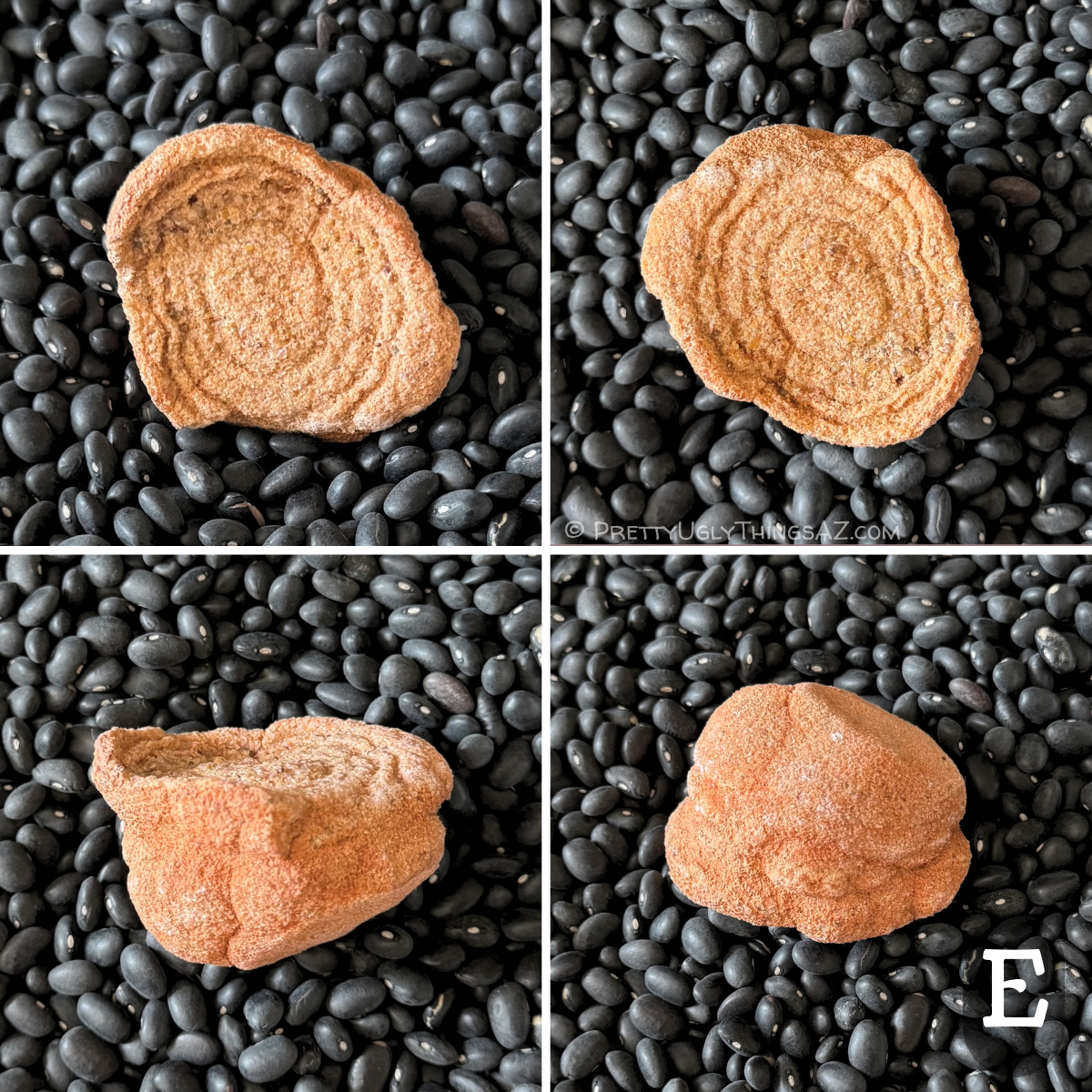 Four views of option E, a malformed piece with off-oval rings on the top, a flat edge, and bumpy rounded backside. The piece is quite yellow on top, but lightly red tinted on the sides. It has grainy texture on the top.