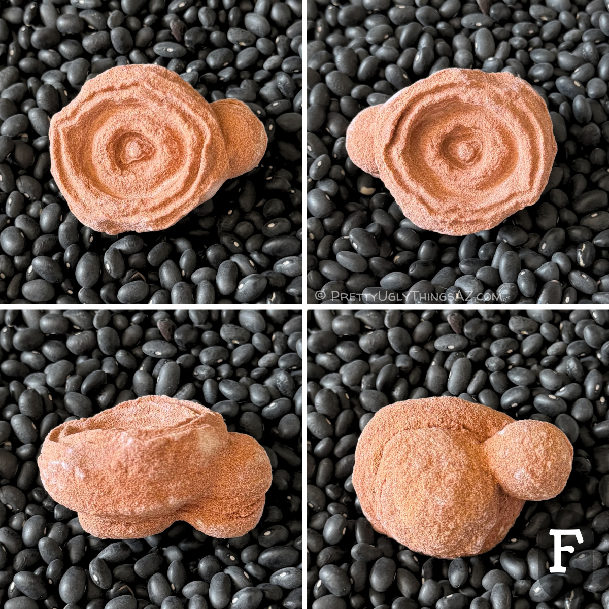 Four views of option F, an off-round piece with a slightly triangular formation at the center, and good rings. There is a smaller round formation riding sidecar on it. From the side, the piece is a flat disc like a hockey puck. The piece has a light reddish sandstone color.