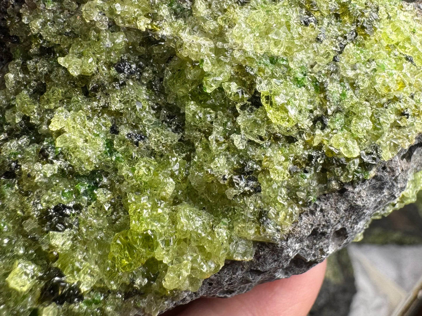 Detail of the vibrant yellow-green olivine, irregular crystals with gemmy clarity, and some darker crystals mixed in
