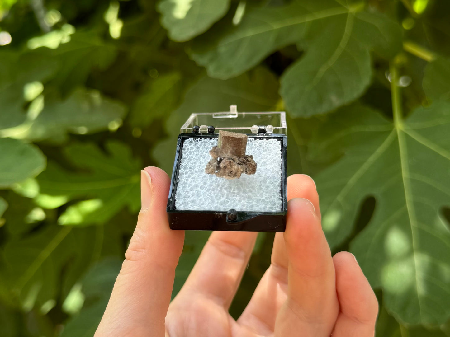 The thumbnail box held in a hand to show scale, in indirect sunlight.