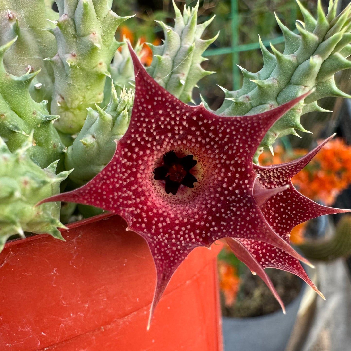 Detail of the pillansii cf. flower, a deep maroon-red with lighter cream center, and spiky cream-colored bumps lining the flower. The star-shaped raised center is dark maroon.