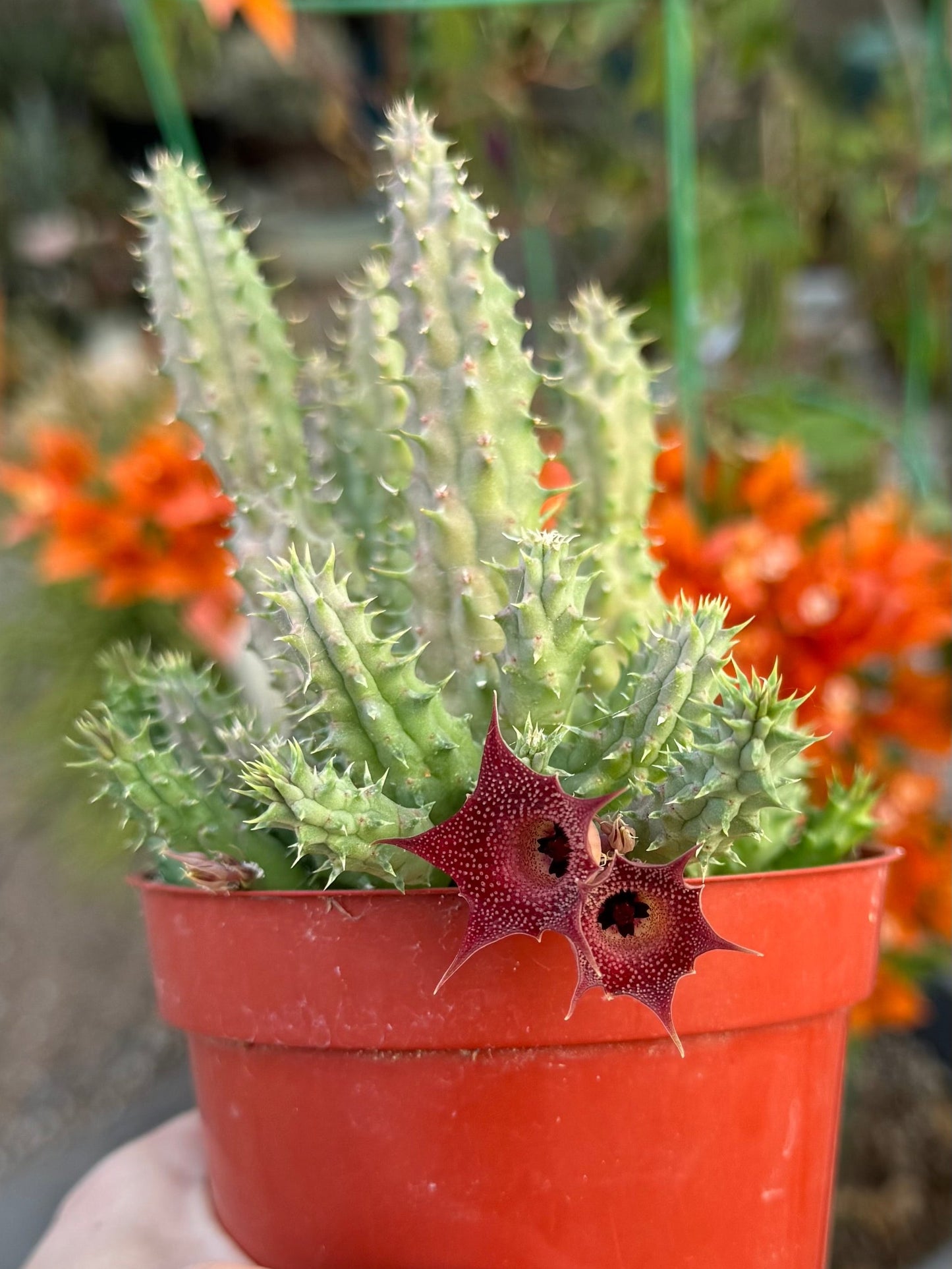 Showing the pair of flowers on the pillansii at a different angle, emphasizing the light-colored polka dots from the small bumps on the flower's surface