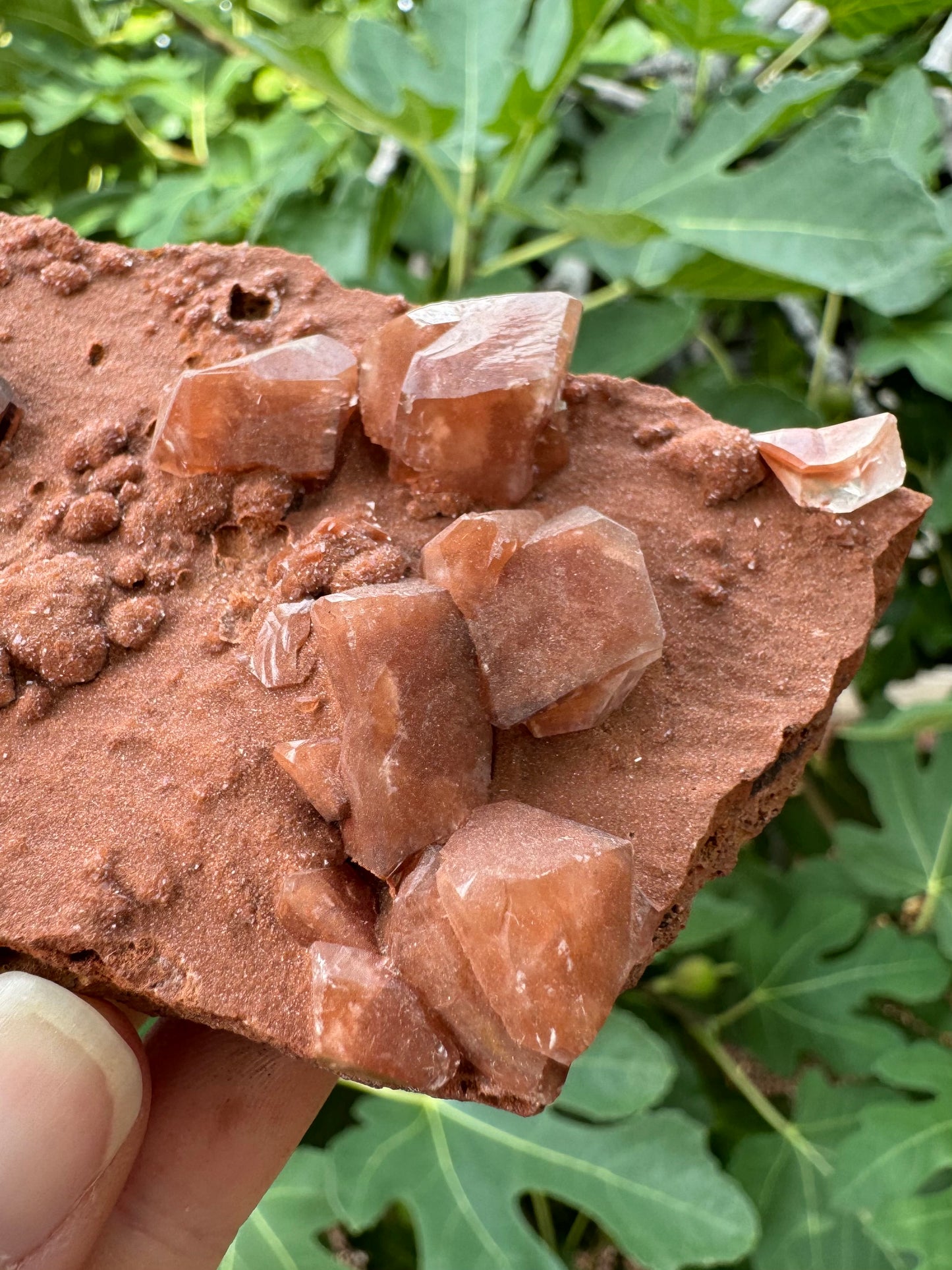 Detail view of calcite crystals, showing they are heavily included with the sandy red-brown material, which fades to near-colorless at the edges.