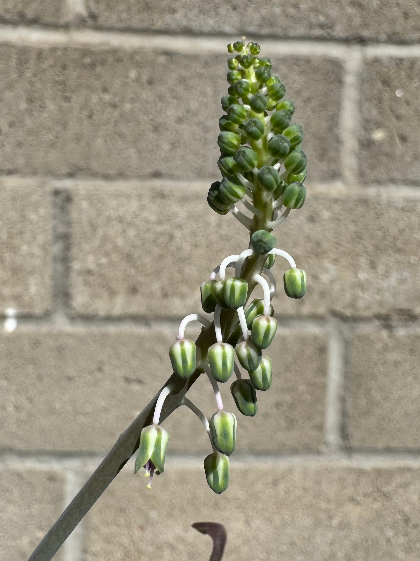 Detail of a flower of the the silver squill, before buds have opened. It forms a spear with small bell-like flowers striped white and green