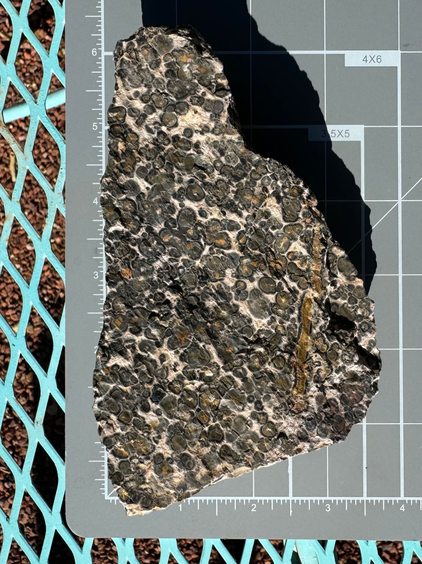 Scale image of the piece of leopardskin on a measuring mat, showing it is nearly six by three and a half inches long