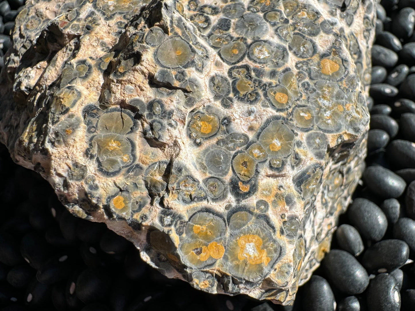 Detail of the orbicular pattern, showing radiating rings of color. A white of golden yellow spot is at the center of most, ringed with a green-gray color, then gray-black.