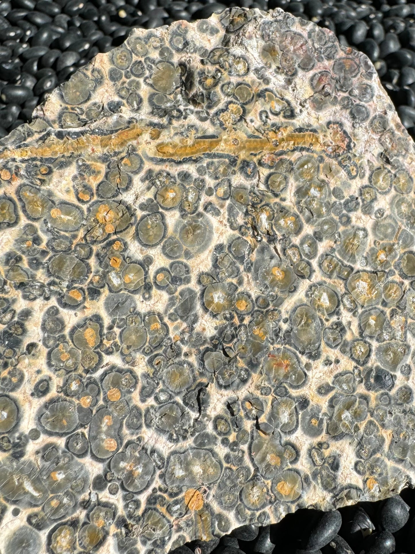 A detail image of the uneven rock surface on a piece of rough leopardskin jasper. It is spotted with orbicular patterns, yellow ringed by a green-tinted color and then dark gray. There is a bold yellow vein across it bordered with dark gray.