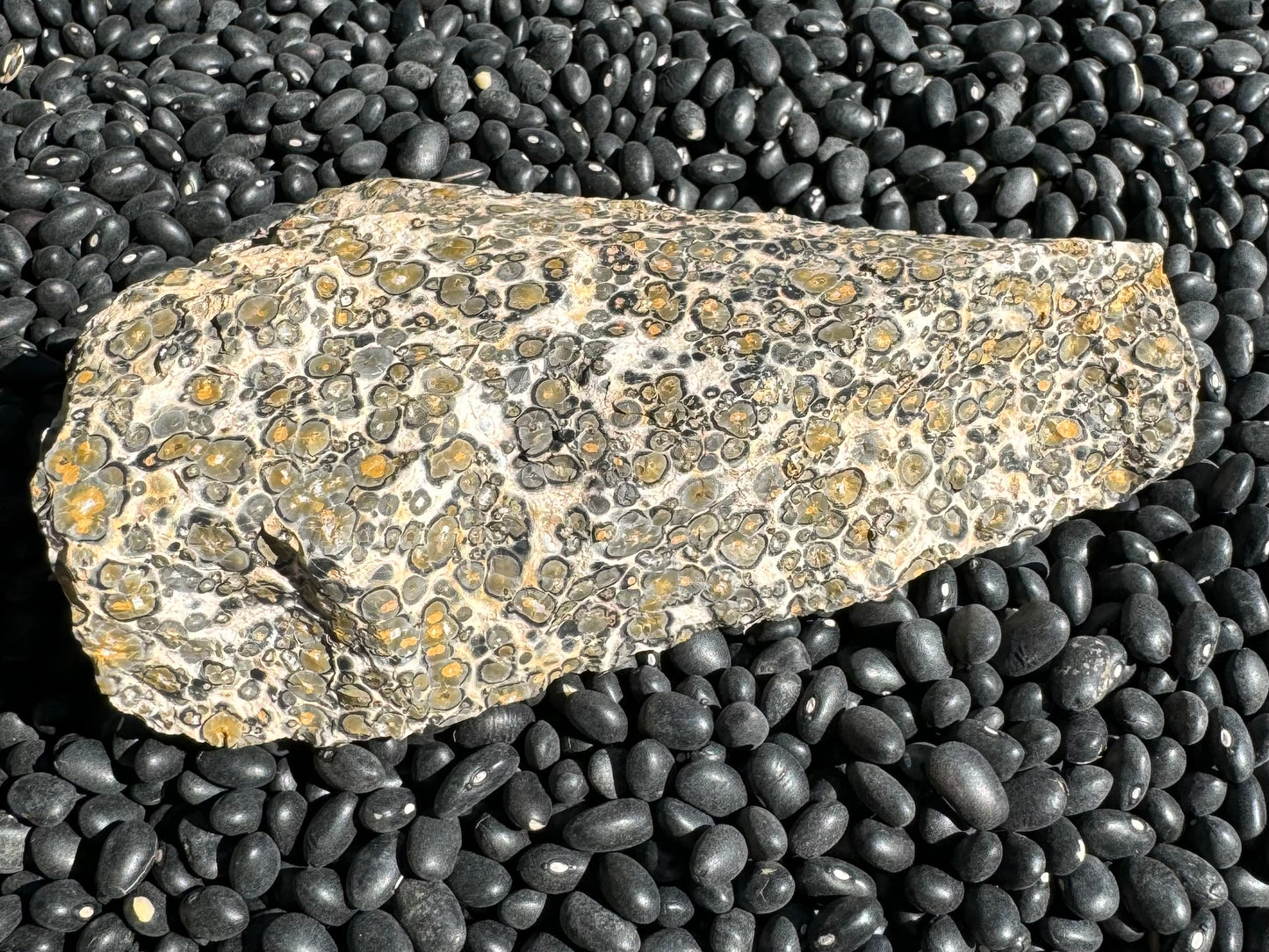 Side view of the piece showing crisp orbicular pattern.