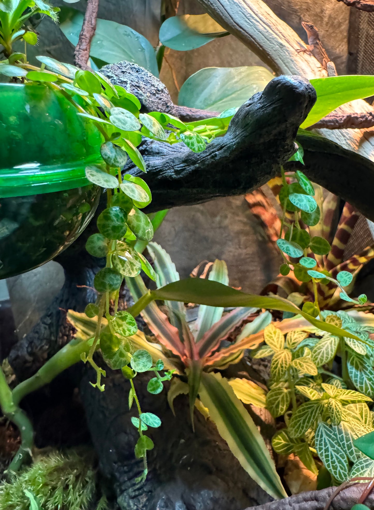 Dangling strands of string of turtles hanging from a round green plastic pod on the side of a terrarium