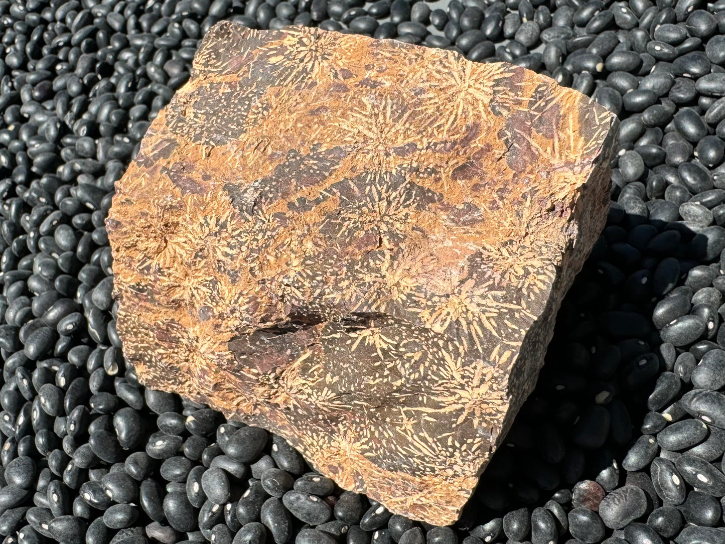 A fairly rectangular piece of jasper, with a light tan well-dispersed starburst pattern with small dots between, on a background of swirling dark brown, red-brown, and a golden yellow brown.