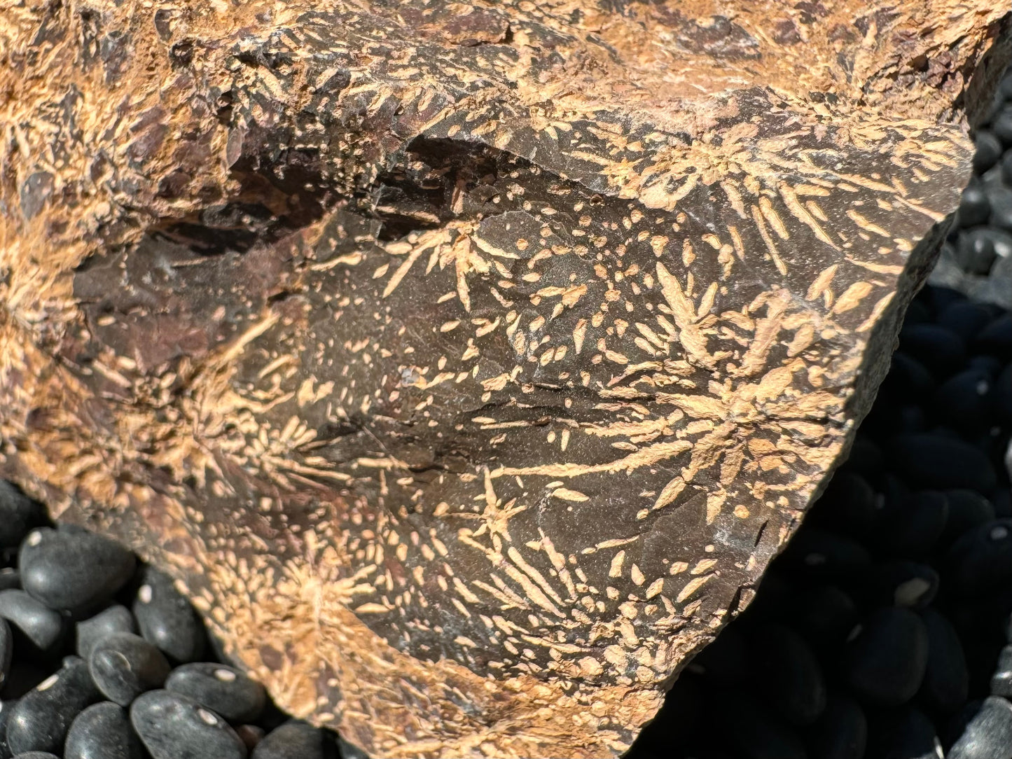 A close detail of the starburst inclusions formed of short lines and spots on a chocolate-brown background.