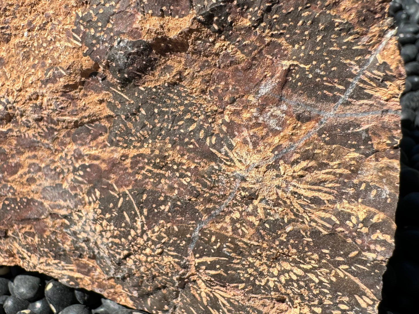 A close detail of the surface patterning crossed with thin white quartz veins.