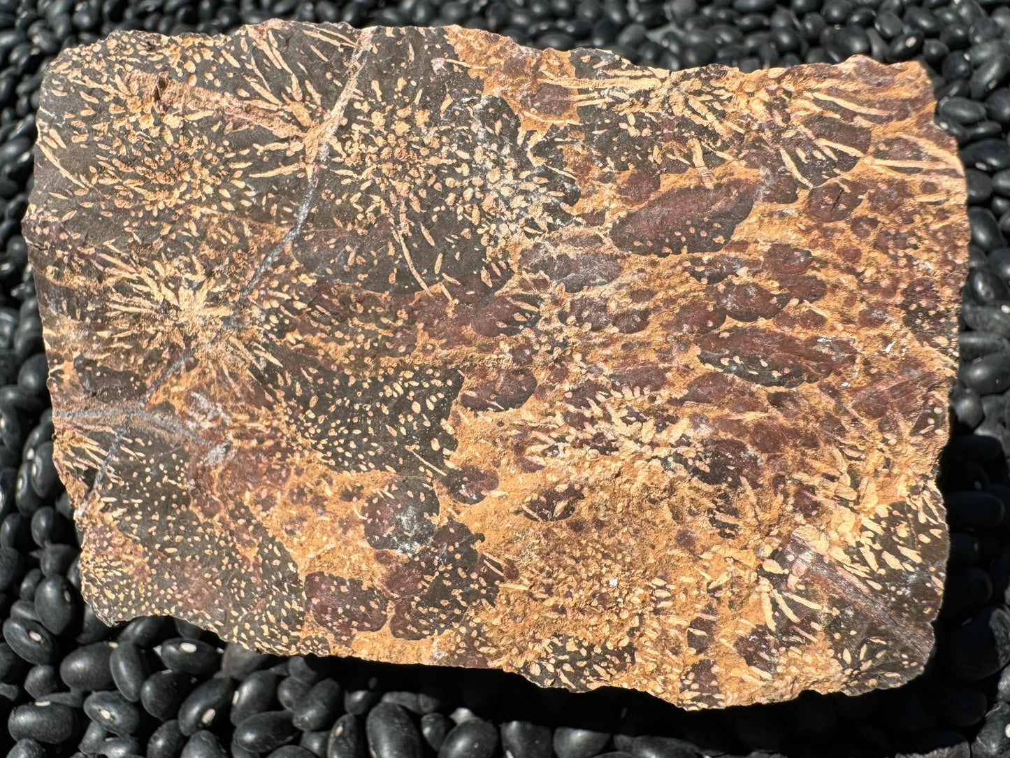A large rectangular side of the piece with excellent patterning, chocolate brown background spotted with tan starbursts that turn into a more web-like pattern on the right side with large oval red-brown spots in between. The is a fine vein of white quartz across one corner.