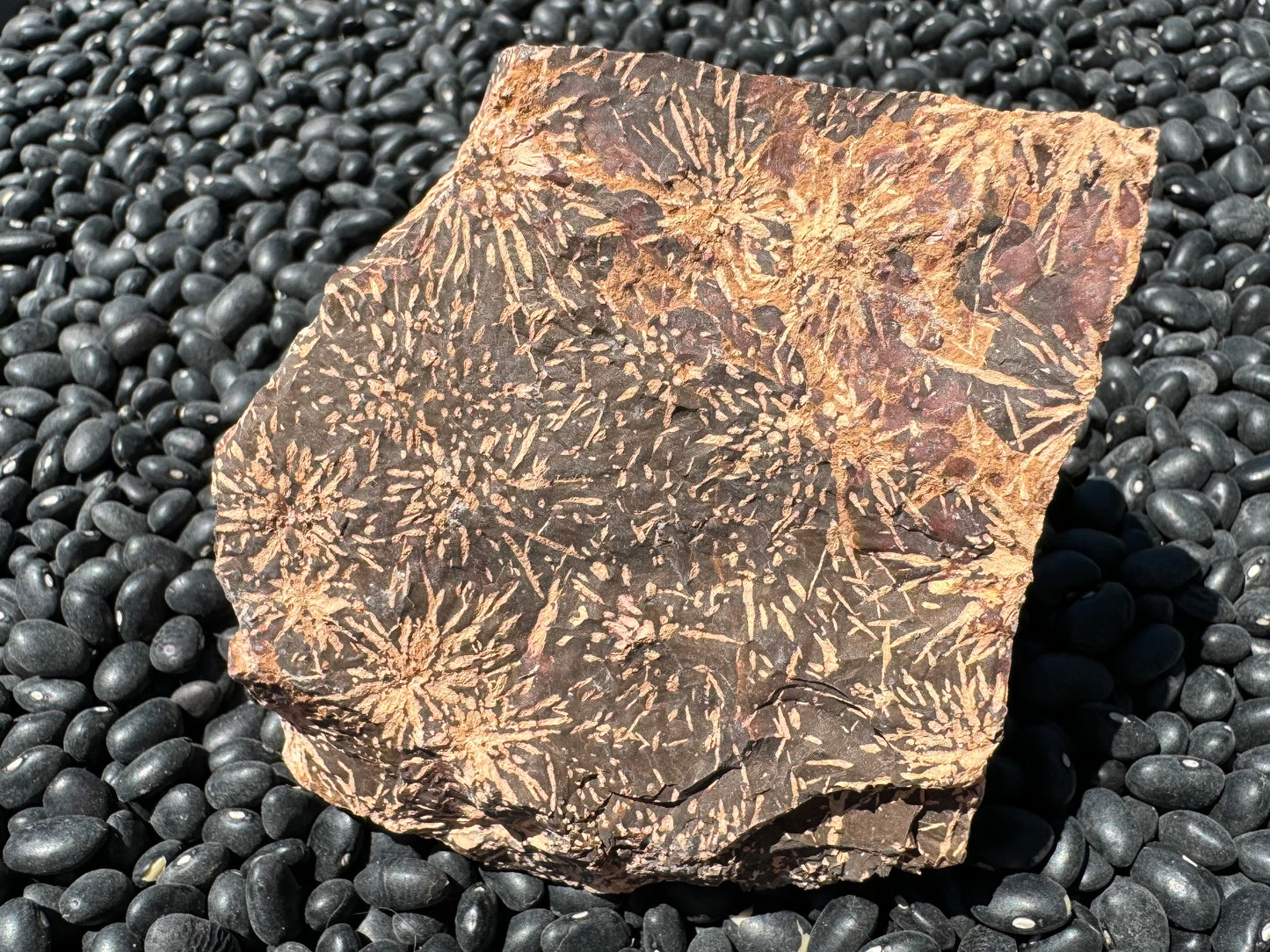 Another side of the piece is mostly dark brown with light tan starbursts. In the top right corner, the piece has large red-toned spots.