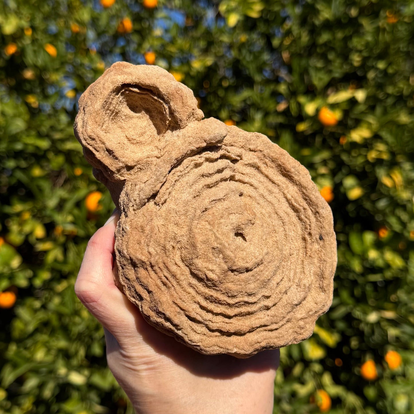A large pseudo-stromatolite, composed of a large round piece with a face of concentric rings, and a smaller round form on one side with a raised edge and light layering in the indented center. The piece is a light tan colored sandstone.