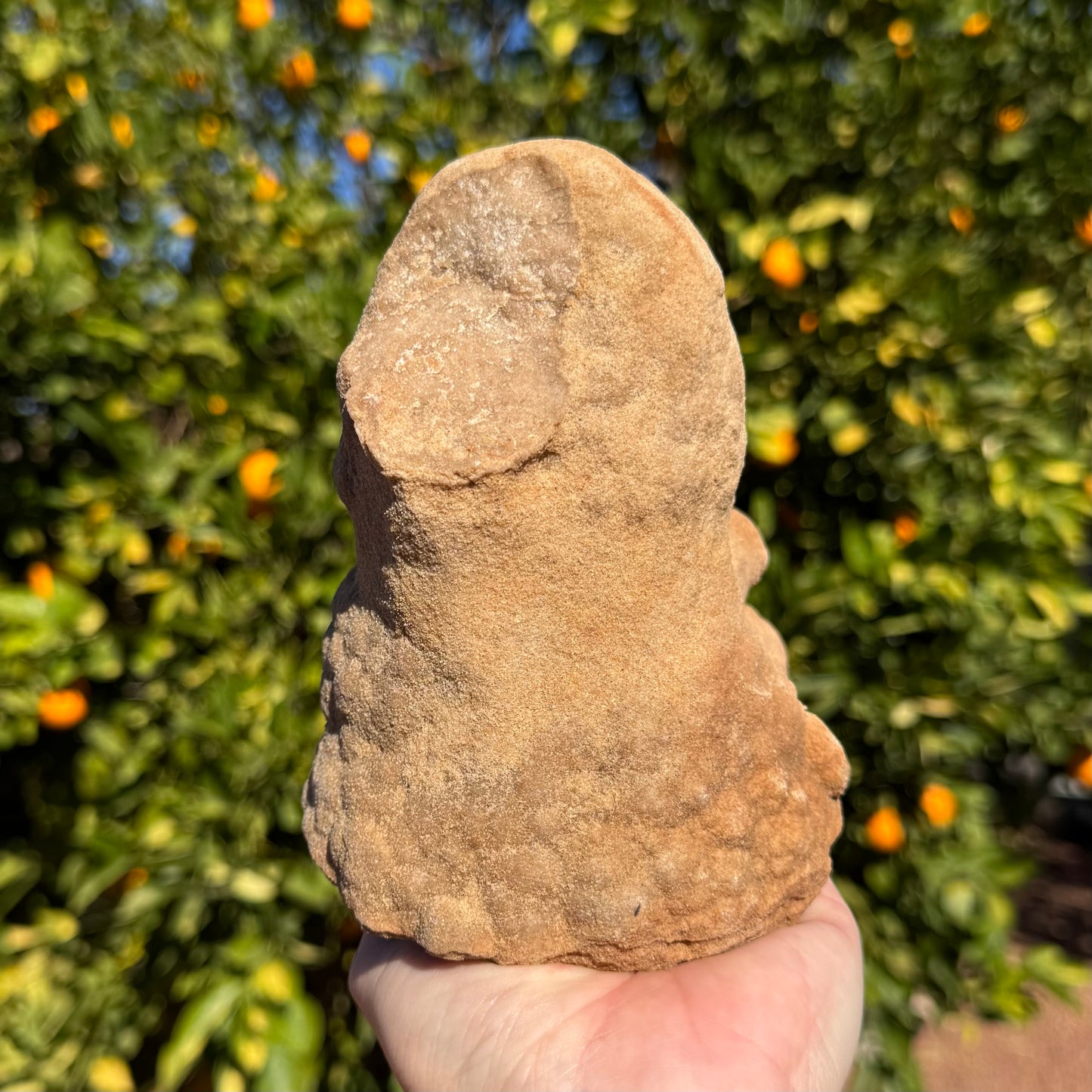 The specimen upside-down, a long rounded shape tapered at the base with a flat discolored patch on it.