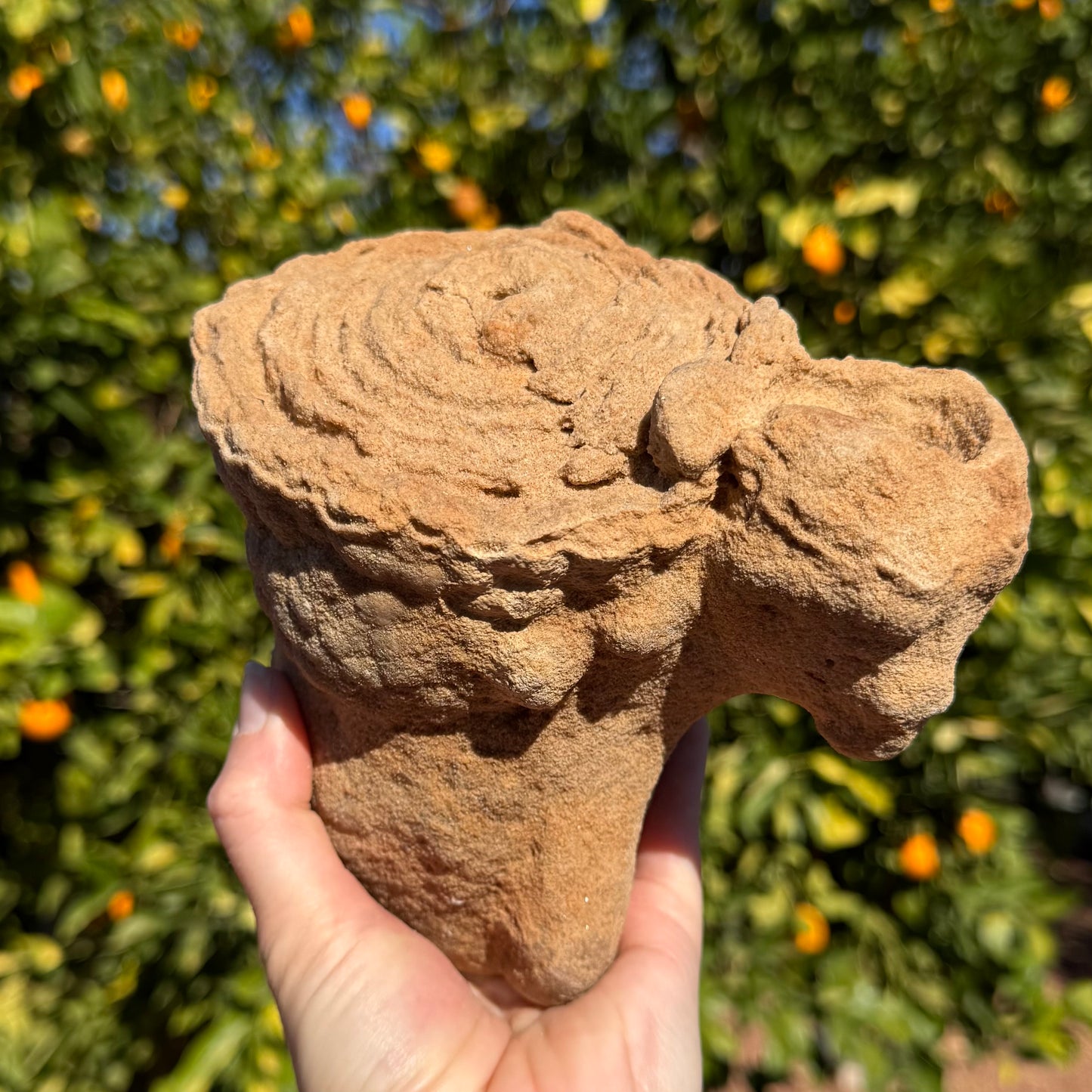 The specimen in side-view, showing that each round face has a lumpy cone behind it proportional to size. The edge of the main face is scalloped
