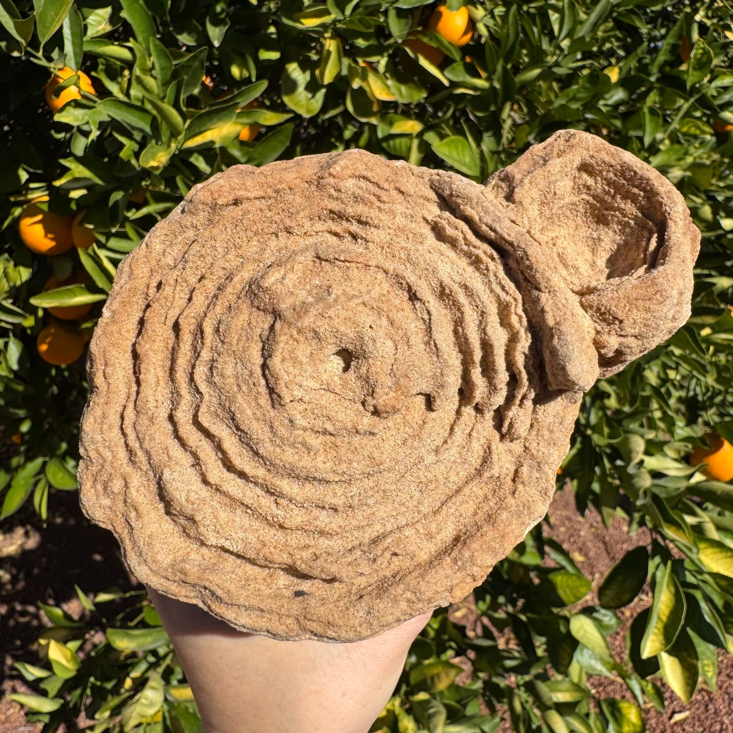 Detail view of the main round face of the specimen, showing the grainy texture of the sandstone.