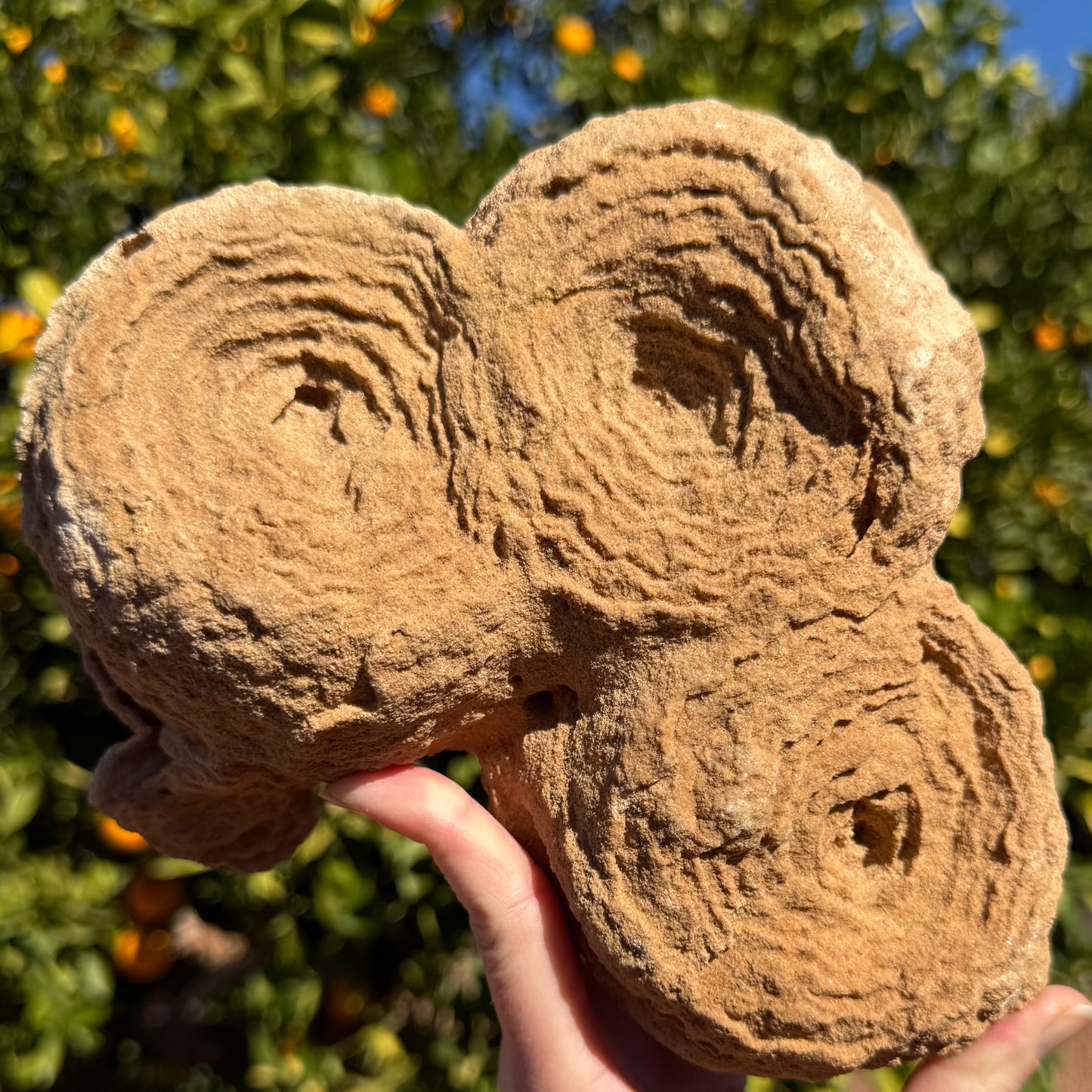 The specimen held at a different angle in the light to cast shadows on the ridges of the layers with wiggly edges.