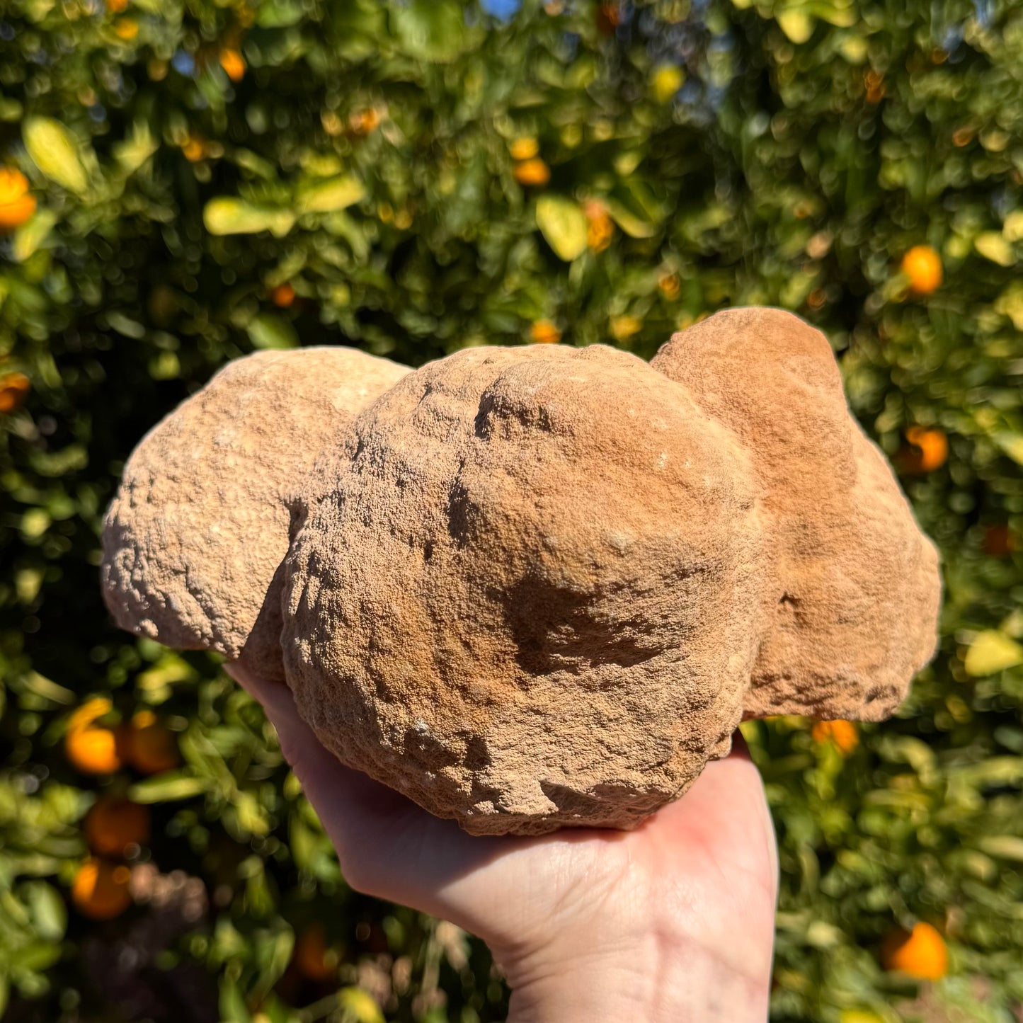 Side-view of the pseudo-stromatolite upside-down, appearing as three textured lumps, one pointed and the other two rounded.