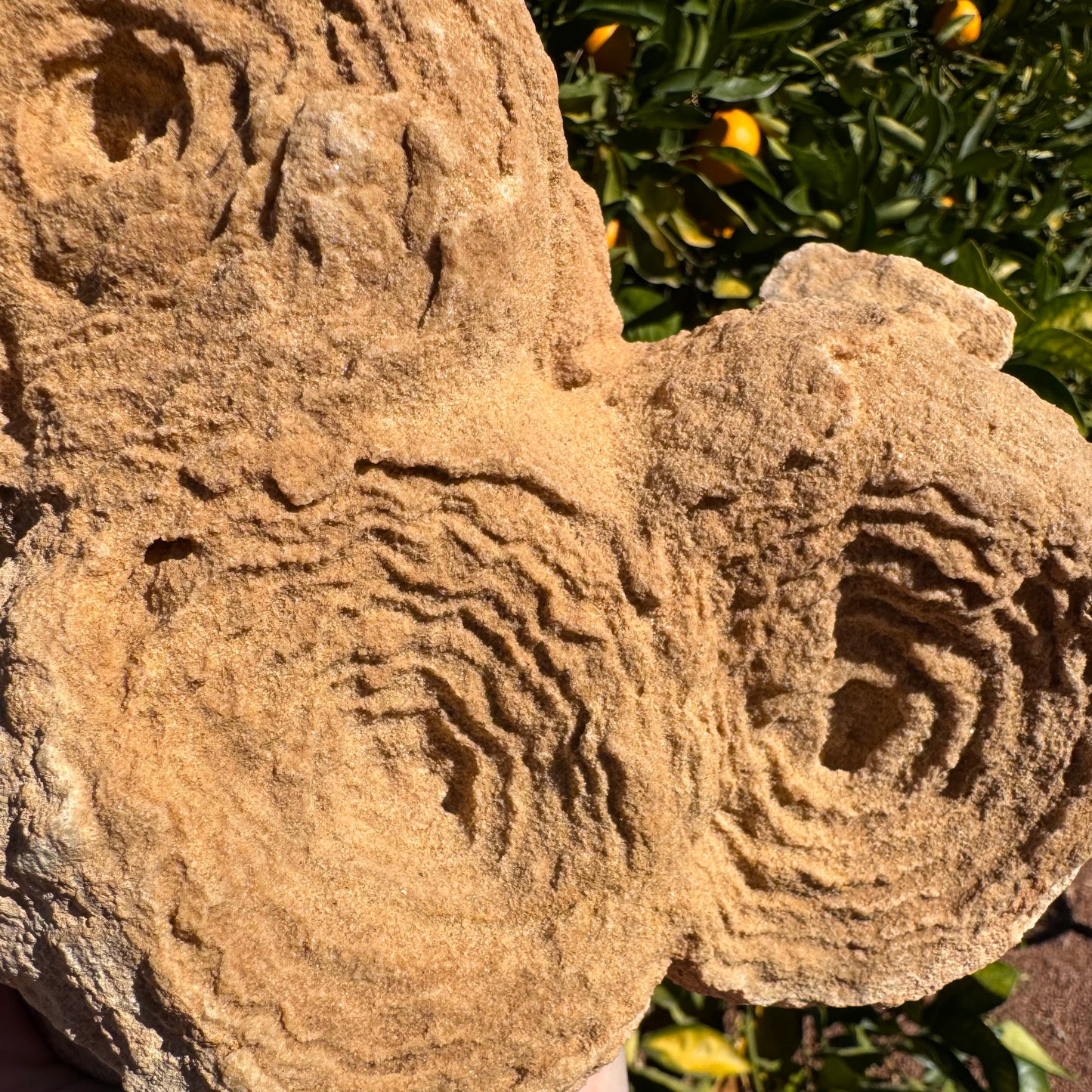 Detail of the grainy texture of sandstone composing the mineral, with concentric raised and lowered rings.