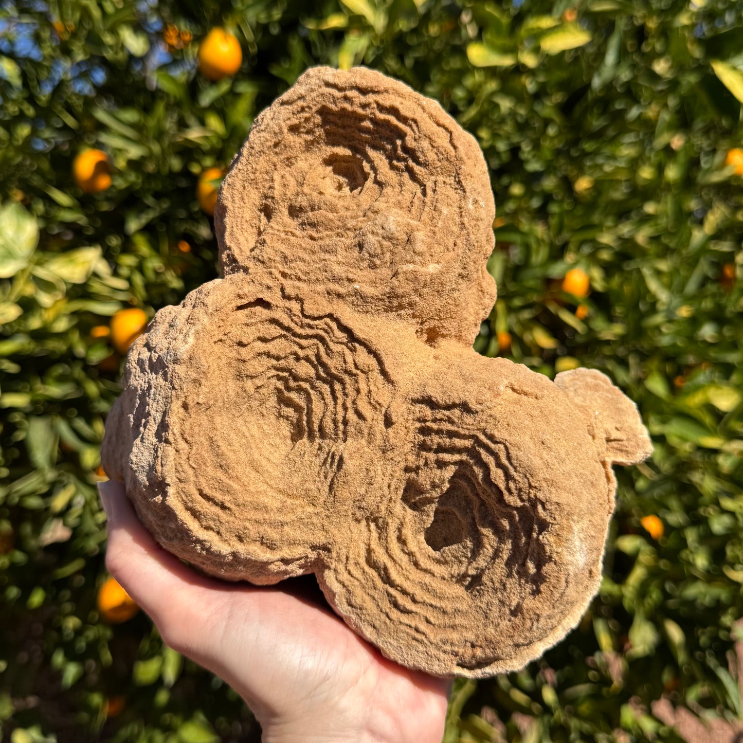Full view of a very large pseudo-stromatolite, composed of three round forms made of concentric layers with wiggly edges, with a small round flap on one side. The piece has a light yellowish brown color and grainy sandstone texture.