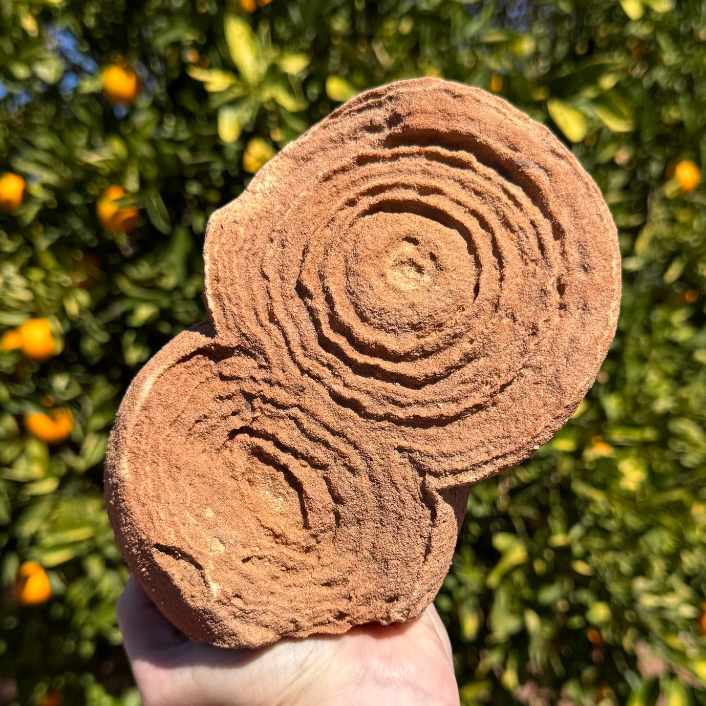 A large pseudo-stromatolite made of two large round formations with concentric layering. The sphere on the bottom has pattern squished into oval rings. The piece has good even rings, standing out in 3D on the flat round faces. The piece has red sandstone coloration.
