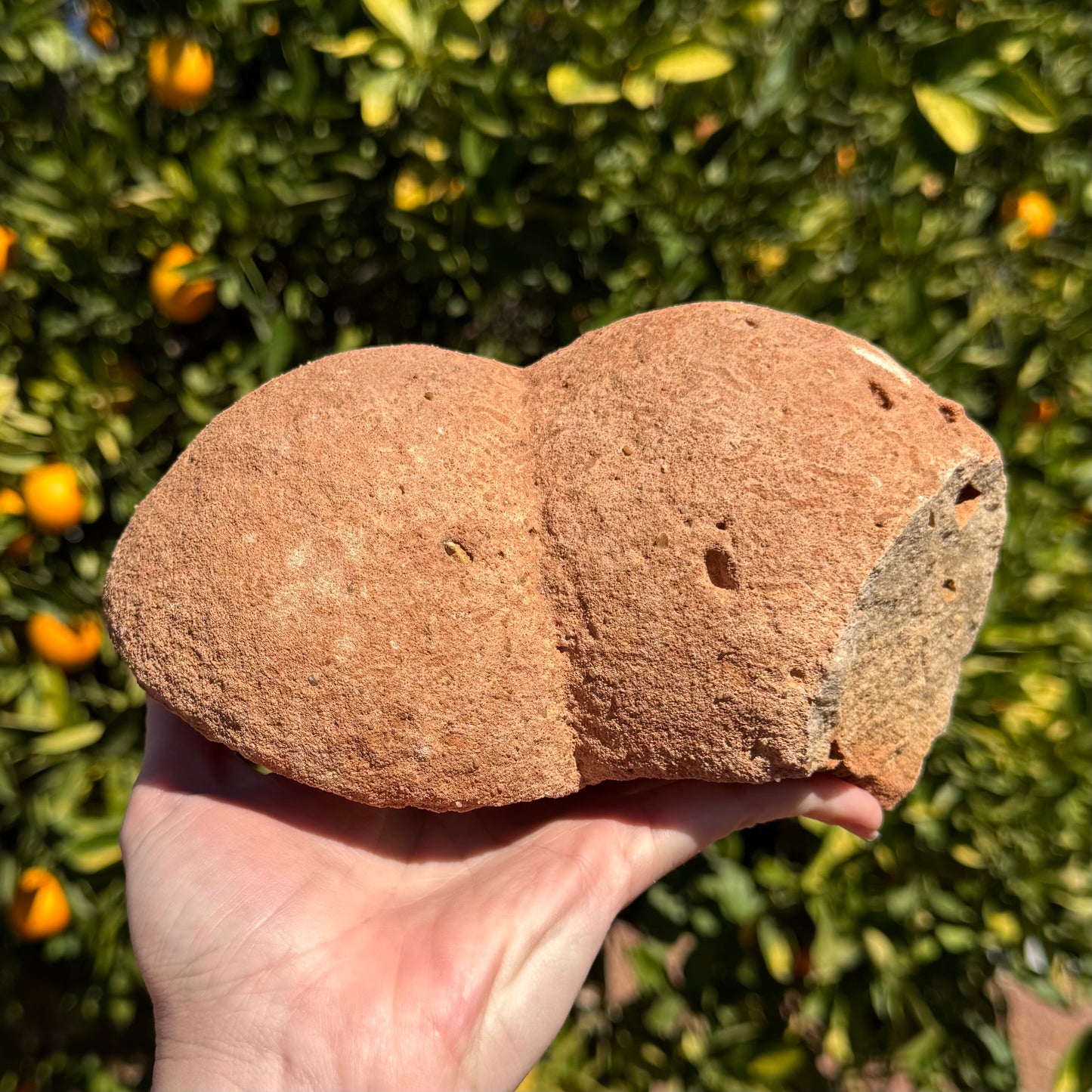 Side-view of the specimen on its face, two rounded spheres with one edge flat and lighter colored.